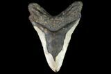 Bargain, Megalodon Tooth - North Carolina #101318-2